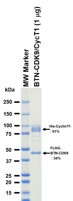 The purity was assessed by SDS-PAGE/CBB staining.